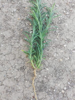 pianta3.jpg (171.48 KiB) Osservato 881 volte pianta3.jpg