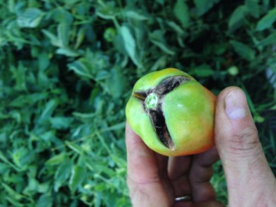 Foto 05-08-19, 20 24 35.jpg (69.02 KiB) Osservato 553 volte Foto 05-08-19, 20 24 35.jpg