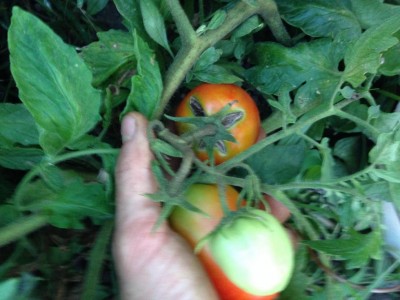 Foto 05-08-19, 20 24 45.jpg (89.17 KiB) Osservato 553 volte Foto 05-08-19, 20 24 45.jpg