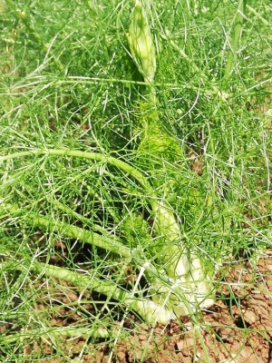 IMG_20190822_120155.jpg (260.58 KiB) Osservato 443 volte IMG_20190822_120155.jpg