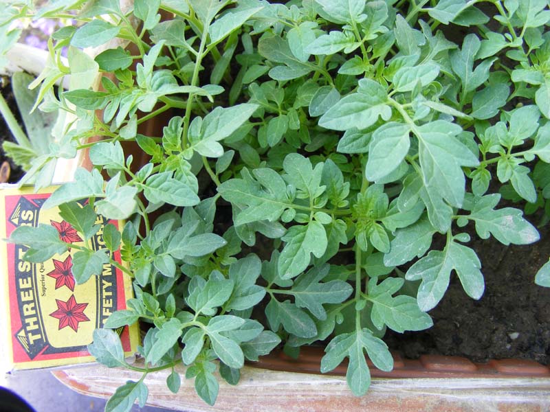 serez2 110.jpg serez2 110.jpg