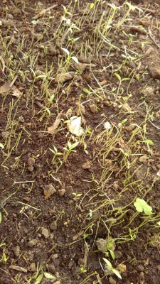 0 - Prezzemolo Nascita 2019-25-9.jpg (188.38 KiB) Osservato 530 volte 0 - Prezzemolo Nascita 2019-25-9.jpg