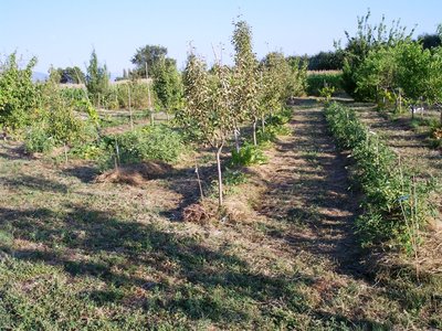 orto 2010.jpg (259.09 KiB) Osservato 1721 volte orto 2010.jpg