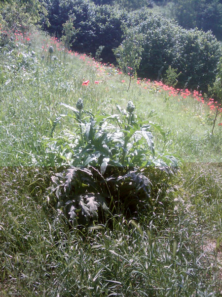 carciofi.jpg carciofi.jpg