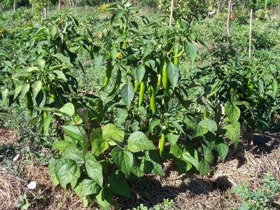 peperoni e fagiolini.jpg (287.78 KiB) Osservato 1748 volte peperoni e fagiolini.jpg