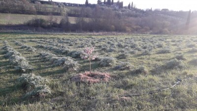 immagine della carciofaia / WhatsApp Image 2020-03-19 at 19.37.38.jpeg WhatsApp Image 2020-03-19 at 19.37.38.jpeg