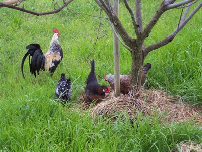 galline.jpg (214.14 KiB) Osservato 1937 volte galline.jpg