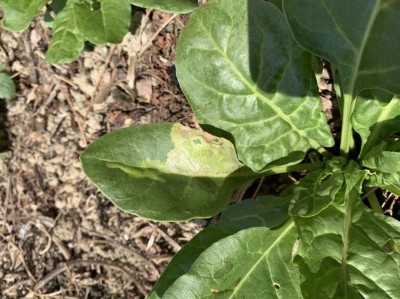 37E9B9A3-BD63-428F-9C1A-77F9D864DBA5.jpeg (119.02 KiB) Osservato 438 volte 37E9B9A3-BD63-428F-9C1A-77F9D864DBA5.jpeg