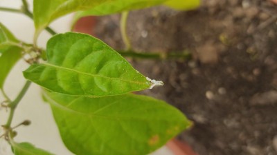 IMG_20200515_141845.jpg (39.38 KiB) Osservato 360 volte IMG_20200515_141845.jpg