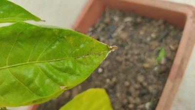 IMG_20200515_141833.jpg (45.87 KiB) Osservato 360 volte IMG_20200515_141833.jpg