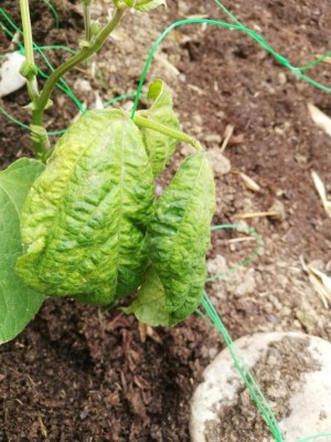 Foglie raggrinzite / WhatsApp Image 2020-05-14 at 10.42.07.jpeg WhatsApp Image 2020-05-14 at 10.42.07.jpeg