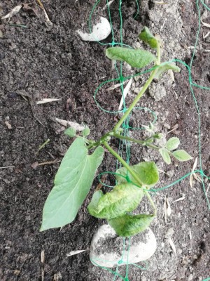 Foglie raggrinzite 2 / WhatsApp Image 2020-05-14 at 10.42.08.jpeg WhatsApp Image 2020-05-14 at 10.42.08.jpeg