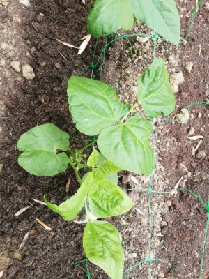 Questa pianta è una delle due che sembra stia iniziando ad arricciare le foglie / WhatsApp Image 2020-05-14 at 10.44.03.jpeg WhatsApp Image 2020-05-14 at 10.44.03.jpeg