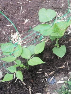 FAgiolini OK / WhatsApp Image 2020-05-14 at 10.44.42.jpeg WhatsApp Image 2020-05-14 at 10.44.42.jpeg