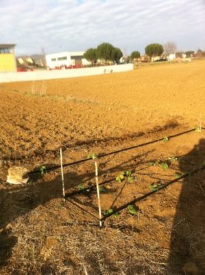 IMG_0345.jpg (36.2 KiB) Osservato 819 volte IMG_0345.jpg