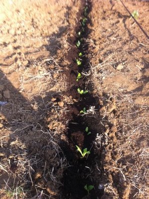 il mio primo solchetto di insalatina / IMG_0348.jpg IMG_0348.jpg