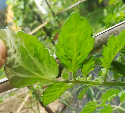 IMG_20200522_162814.jpg (92.67 KiB) Osservato 391 volte IMG_20200522_162814.jpg