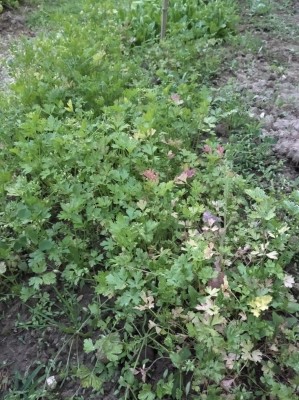 Prezzemolo. / IMG_20200524_205027.jpg IMG_20200524_205027.jpg