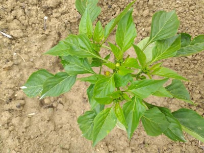 20200530_101449.jpg (143.61 KiB) Osservato 604 volte 20200530_101449.jpg