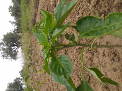 20200530_101442.jpg (138.14 KiB) Osservato 604 volte 20200530_101442.jpg