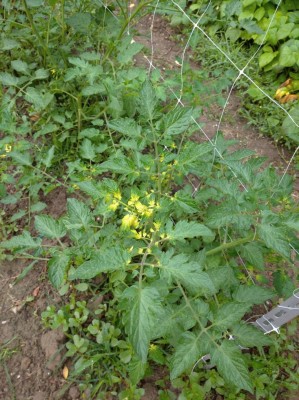 IMG_20200608_071215.jpg (155.03 KiB) Osservato 455 volte IMG_20200608_071215.jpg