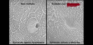 maltodestrina.jpg maltodestrina.jpg