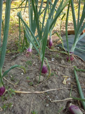 IMG_20200707_180344_1.jpg (186.85 KiB) Osservato 444 volte IMG_20200707_180344_1.jpg