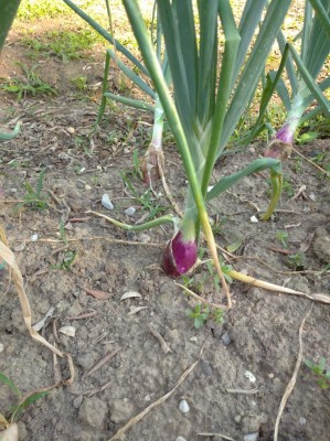 IMG_20200707_180349_1.jpg (181.57 KiB) Osservato 444 volte IMG_20200707_180349_1.jpg