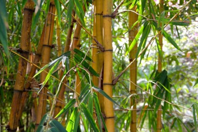 bamboo2.jpg