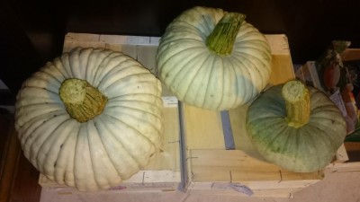 DSC_2936.JPG (51.88 KiB) Osservato 604 volte DSC_2936.JPG