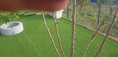 Pero2.jpg (56.35 KiB) Osservato 452 volte Pero2.jpg