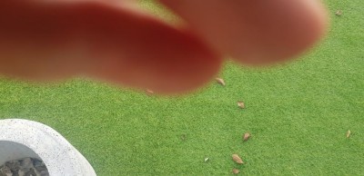 Pero3.jpg (84.33 KiB) Osservato 452 volte Pero3.jpg