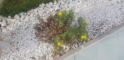 Margherita.jpg (117 KiB) Osservato 452 volte Margherita.jpg