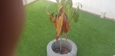 nespolo.jpg (73.26 KiB) Osservato 452 volte nespolo.jpg