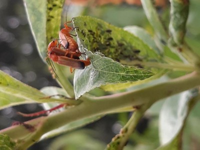 20200613_185302.jpg (68.86 KiB) Osservato 321 volte 20200613_185302.jpg