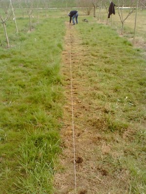 semina patate.jpg (149.75 KiB) Osservato 1919 volte semina patate.jpg