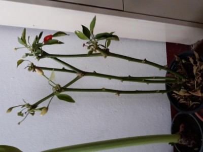 20201117_102110.jpg (61.36 KiB) Osservato 545 volte 20201117_102110.jpg