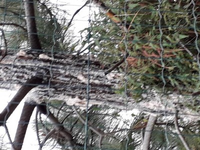 20210210_122157.jpg (153.95 KiB) Osservato 435 volte 20210210_122157.jpg