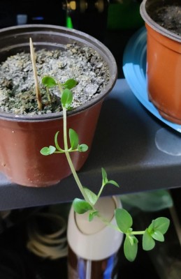 sconosciuta.jpeg (63.98 KiB) Osservato 1423 volte sconosciuta.jpeg