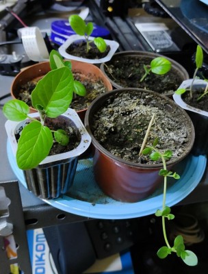 sconosciuta_e_piantine.jpeg (103.61 KiB) Osservato 1423 volte sconosciuta_e_piantine.jpeg