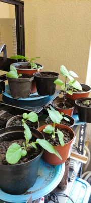 stampante.jpg (87.58 KiB) Osservato 1361 volte stampante.jpg