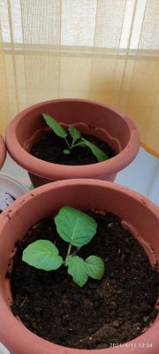 reinvasati.jpg (58.02 KiB) Osservato 1361 volte reinvasati.jpg