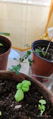 strana.jpg (65.35 KiB) Osservato 1361 volte strana.jpg