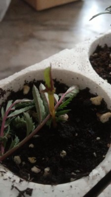 tagete, il primo colpito. / photo6023647613976425410.jpg photo6023647613976425410.jpg