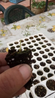 peperone, il secondo colpito / photo6023647613976425411.jpg photo6023647613976425411.jpg