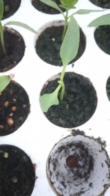 peperone con foglia rosicchiata / IMG_20210411_200721.jpg IMG_20210411_200721.jpg