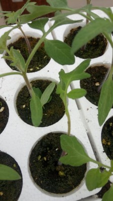 pomodoro, nello slot sopra si intravedono le foglie intere staccate di netto / IMG_20210412_090955.jpg IMG_20210412_090955.jpg