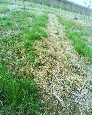 aglio2.jpg (170.56 KiB) Osservato 1791 volte aglio2.jpg