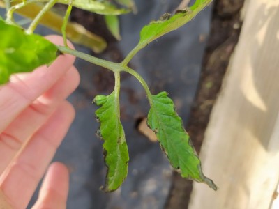 1620197928993.jpg (52.33 KiB) Osservato 490 volte 1620197928993.jpg