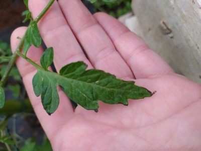 1620197928983.jpg (53.94 KiB) Osservato 490 volte 1620197928983.jpg